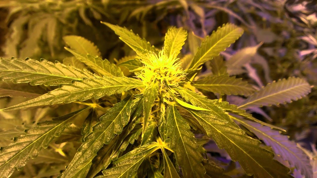 Day 54-Dinafem Haze 2.0, Critical Cheese. Lowryder Diesel Ryder. Delicious Seeds Northern Light Blue