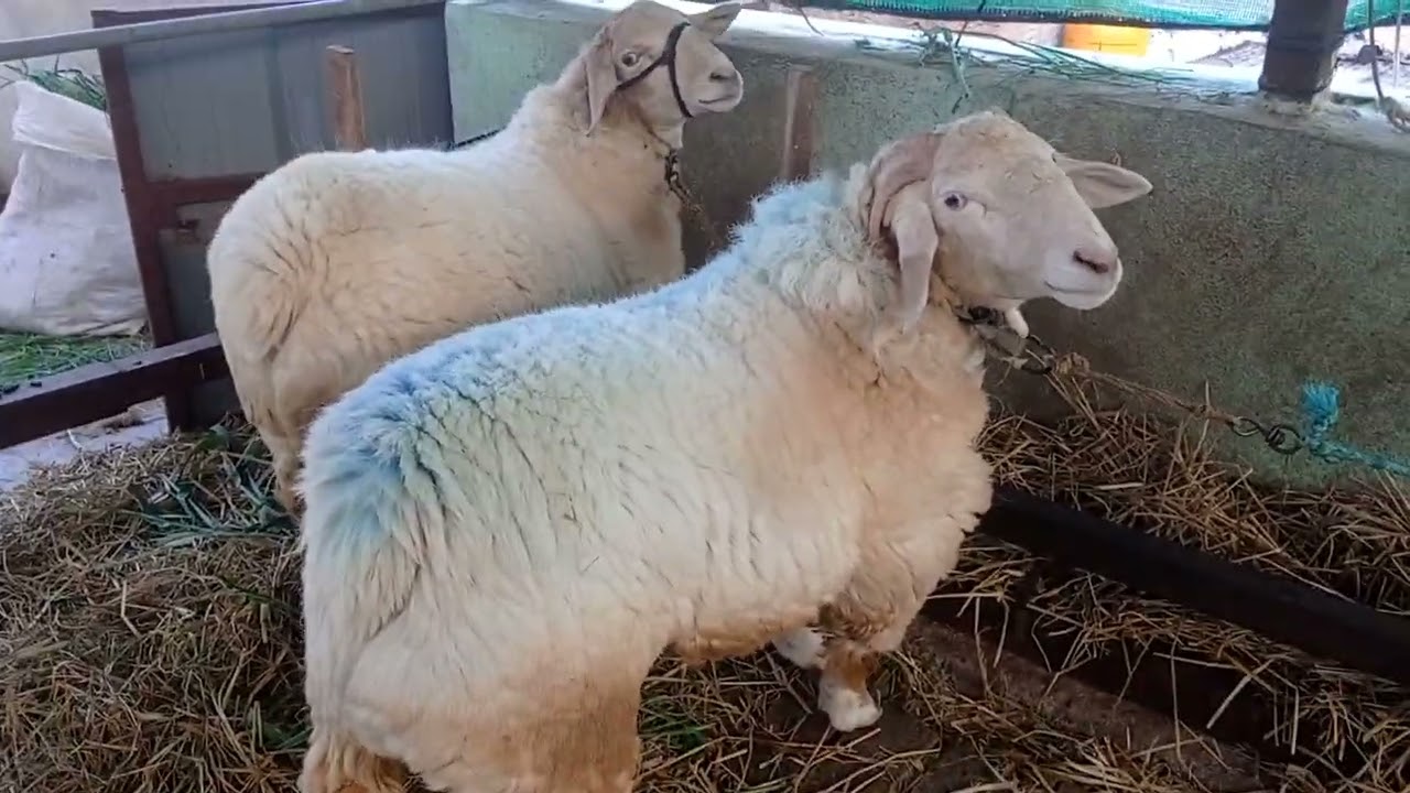 Heavyweight bannur sheep🐑🔥