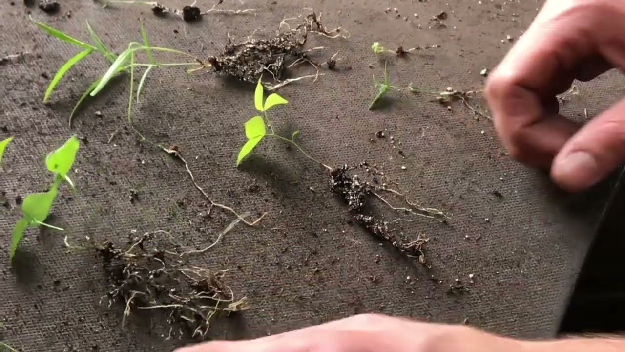 Plantsmans Corner; New Shoots 3