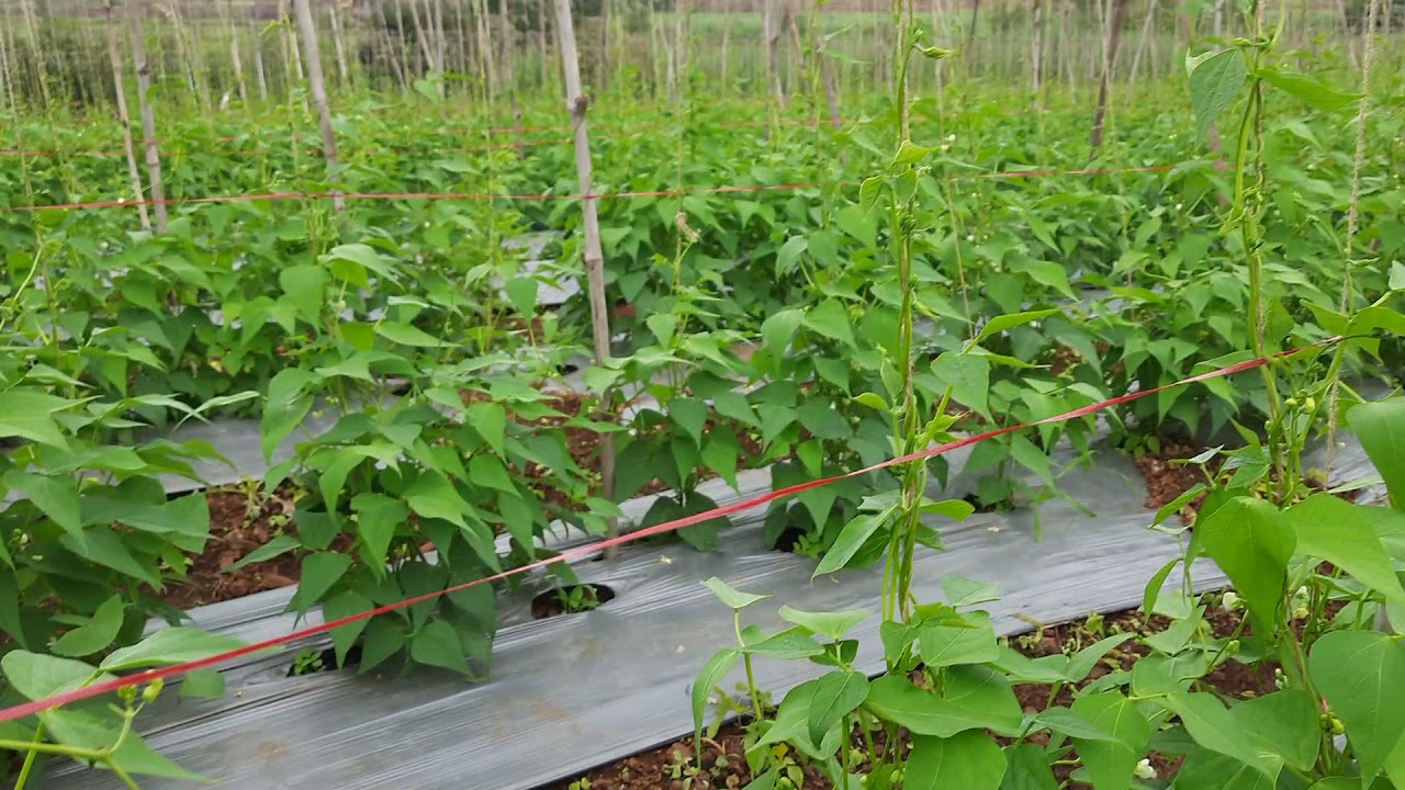 Seminis Moraleda Beans