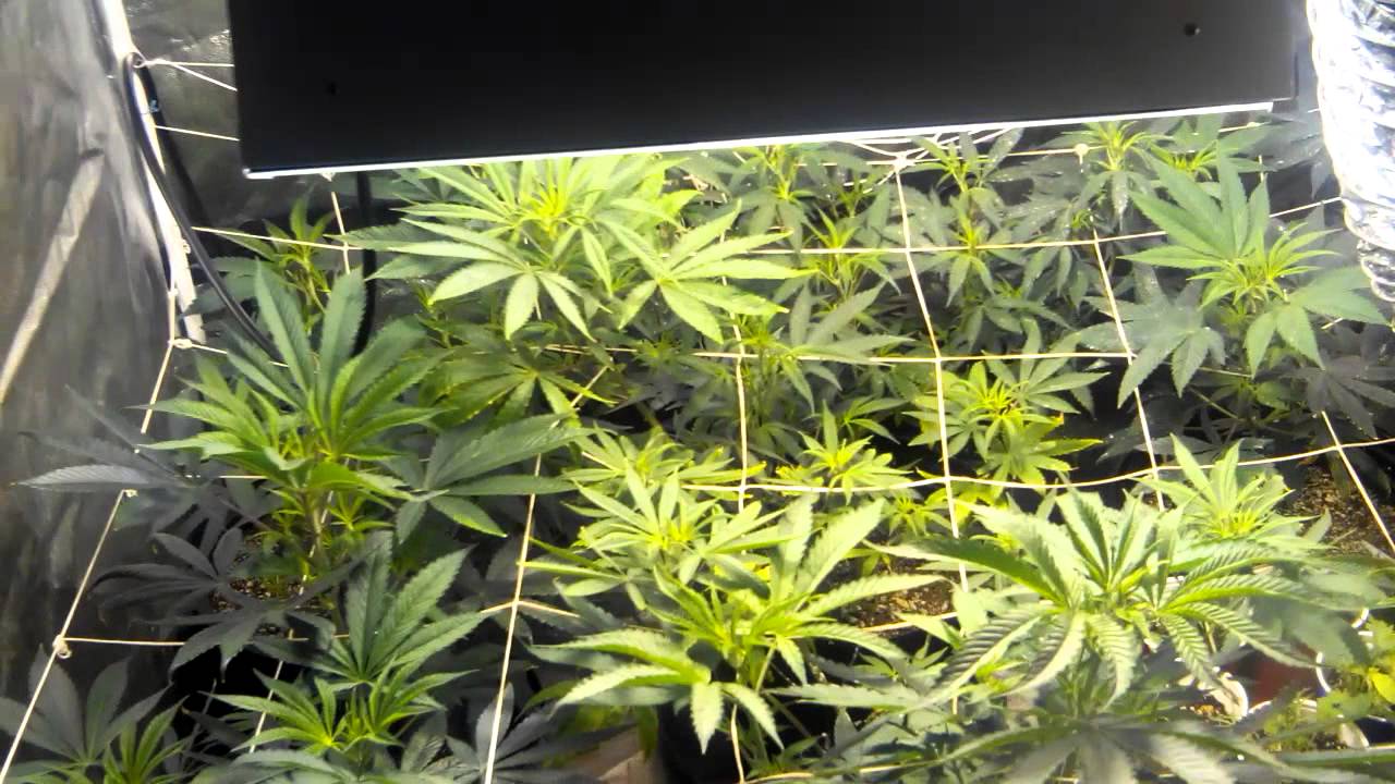 Grow report