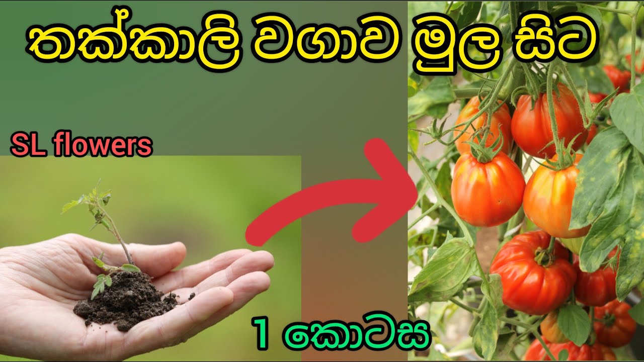 Tomato planting tactics and plant care | තක්කාලි වගාව සහ නිවරදි වගා ක්‍රම පවත්වා ගෙනයාම