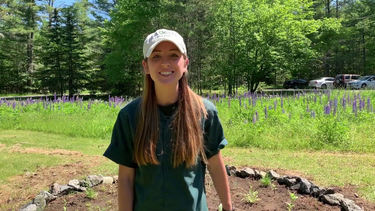 How to Create a Pollinator Garden!