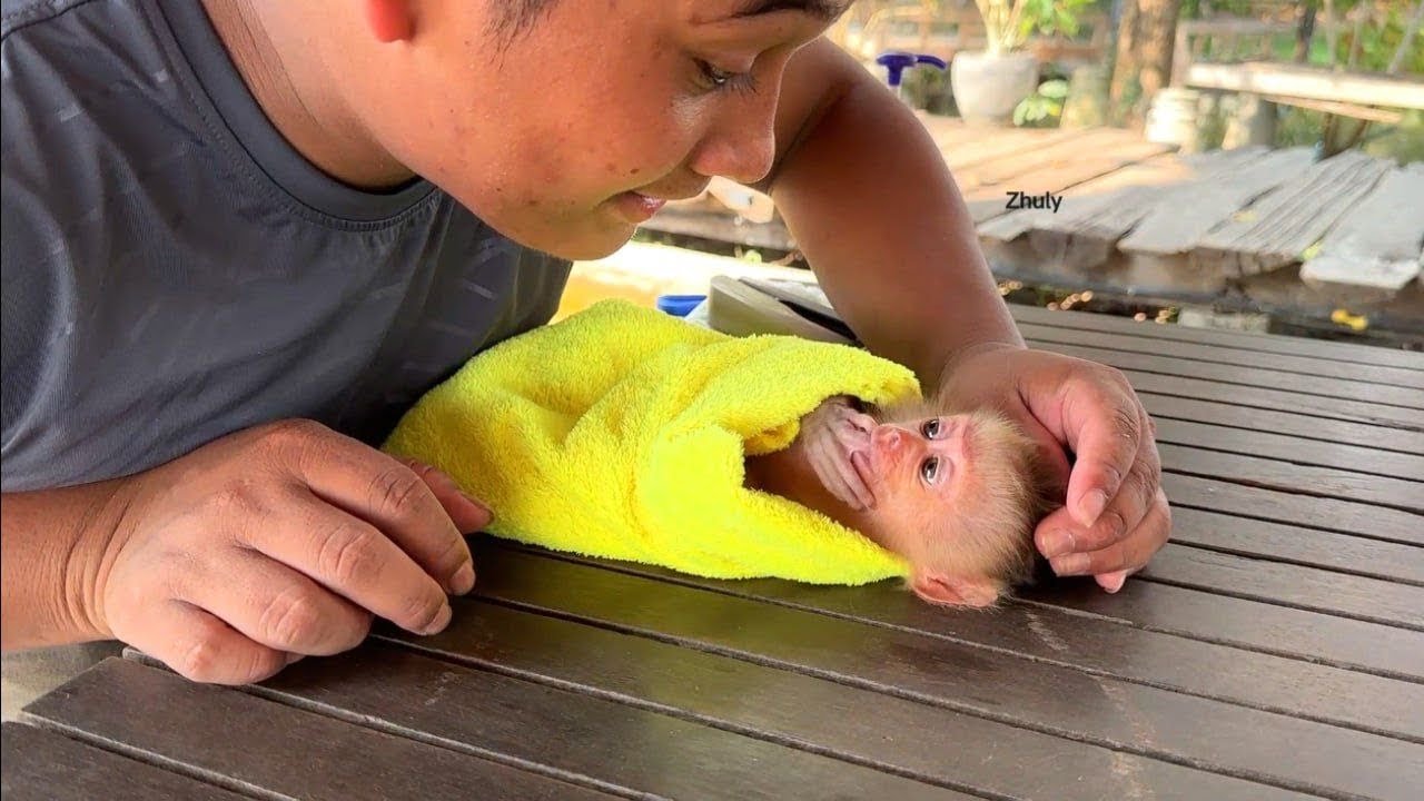 Baby Mnkey Zhuly tries to make a cute face to get Dad to take Clothe For Her