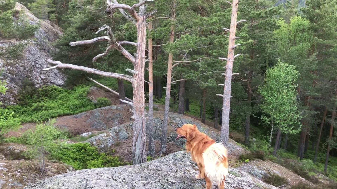 Brings&aring;snuten , Seljord