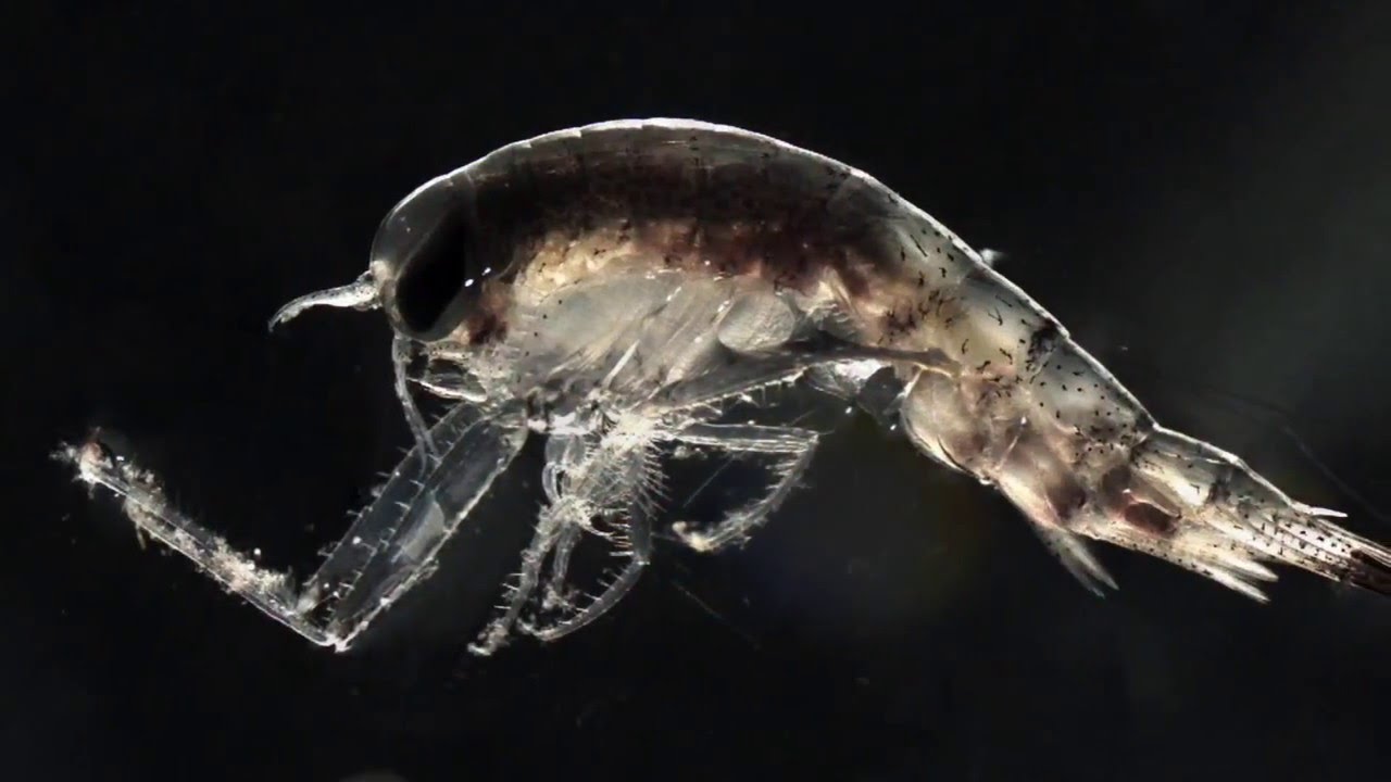 Werewolves of the Arctic - Moonlight Mass Migration of Zooplankton