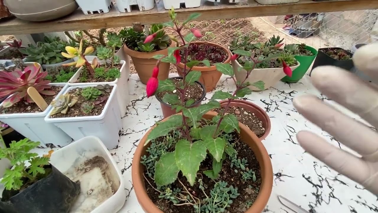 Küpeli /Fuchsia Çiçeği Meğer Nasıl Bakılmalıymış !!!👩‍🌾✅