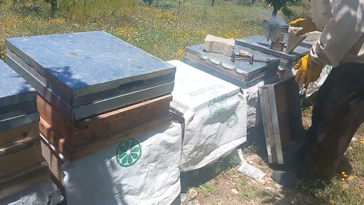 Bölmelerin son hali ilk yavrular çıkıyor