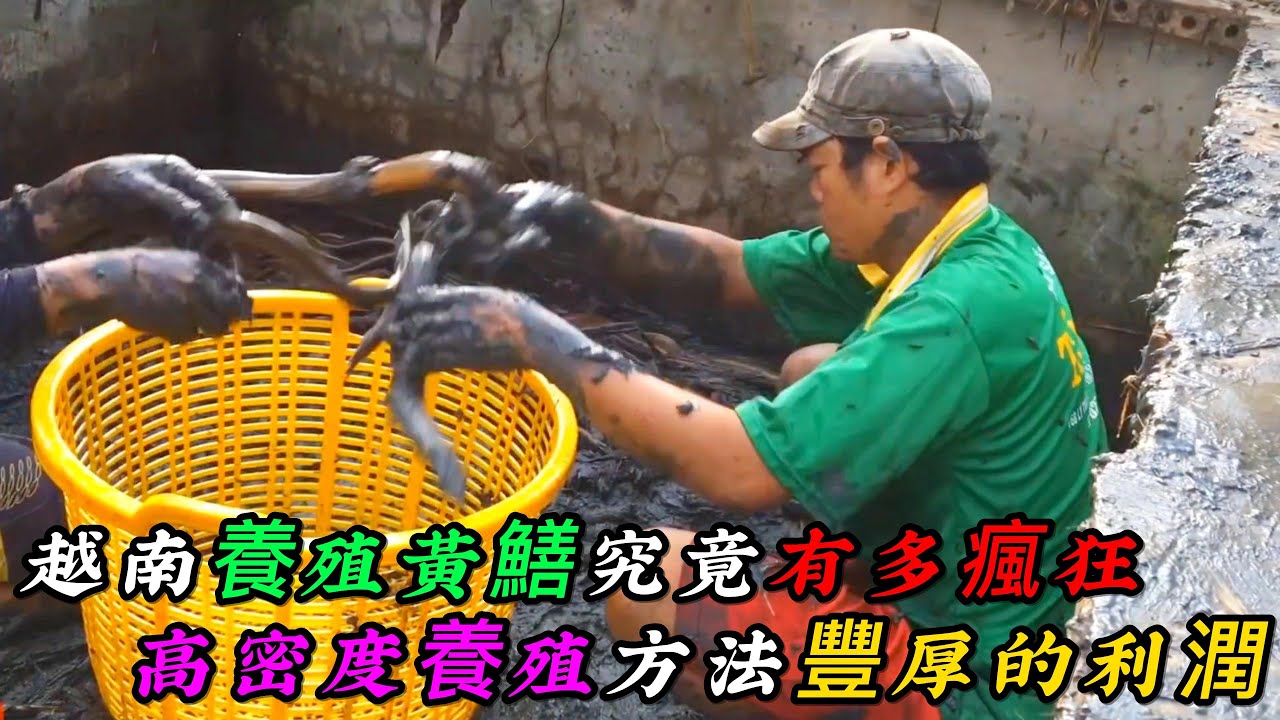 越南養殖黃鱔究竟有多瘋狂，高密度養殖方法，讓當地農民帶來了豐厚的利潤《活在當下》