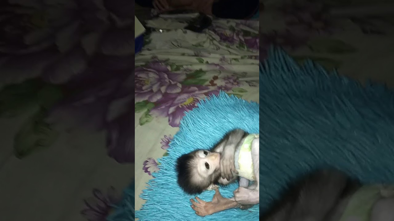 Anak monyet nak tidur