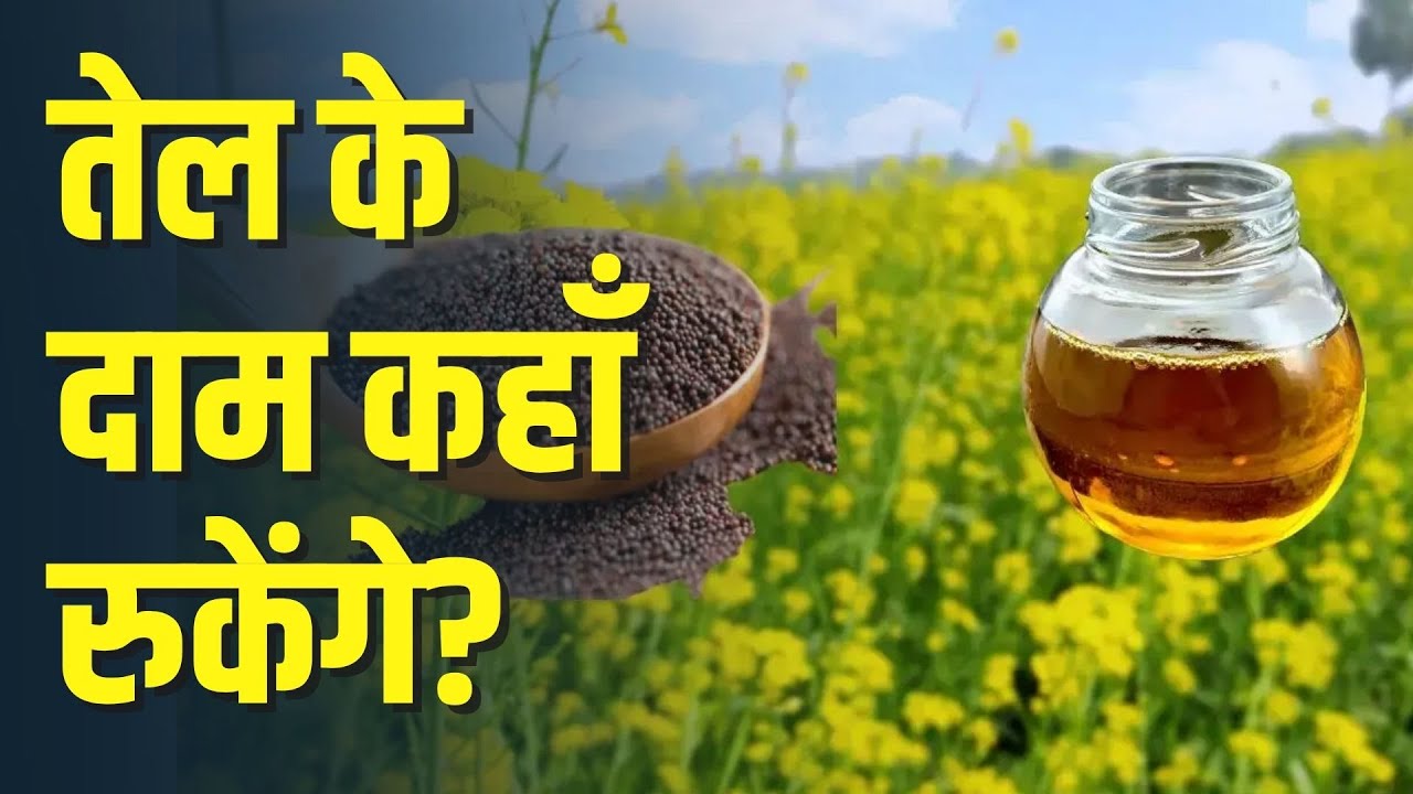 Mustard Oil Latest Price Trend | Wholesale Market Rate ₹160-170/Kg | विजय डाटा, MD, विजय सॉल्वेक्स
