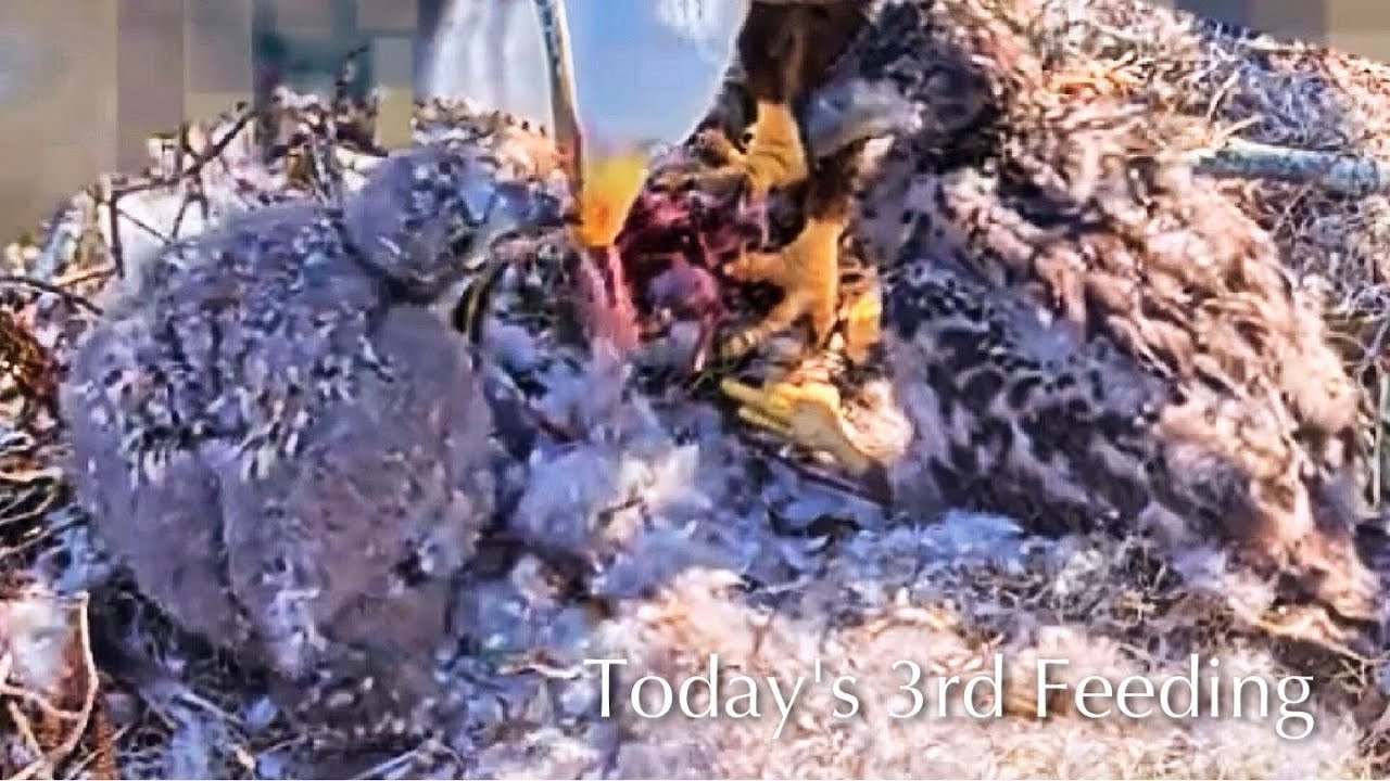 #244🦅🐥36°🐥31°／Winter Park Eagle Nest 2026／Against All Odds:One-Eyed Mom／Wink💗Atlas