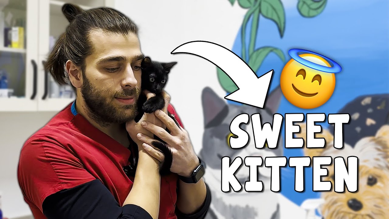 Вакцинация рассеянного котенка! (Растерянный милый кот)