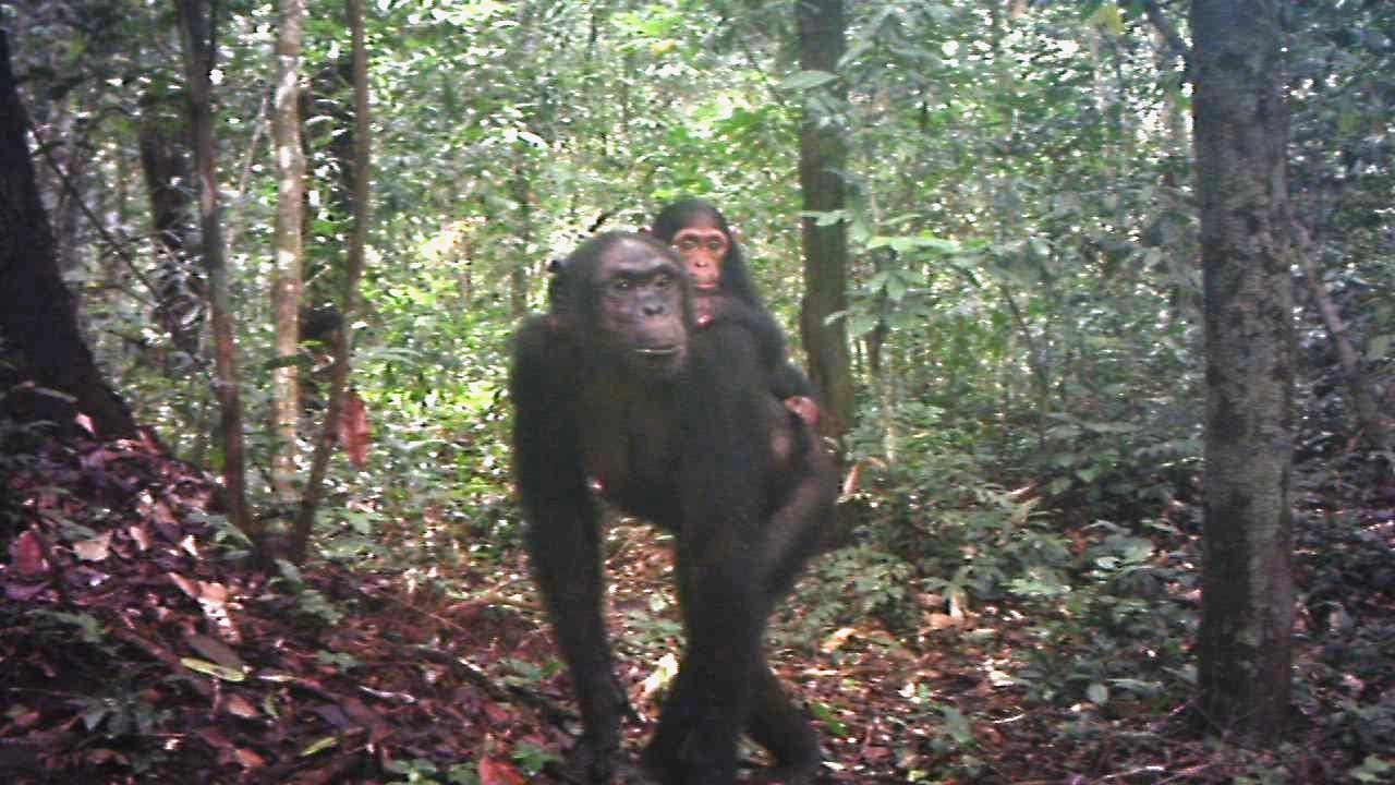 Gabon's rainforest wildlife caught on a single trap camera. What an incredible diversity!