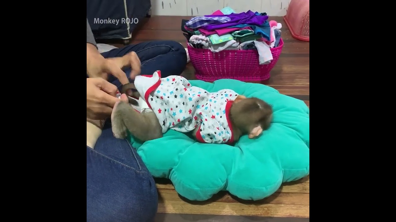 Mommy help clean baby monkey ROJO and wearing new diaper for him