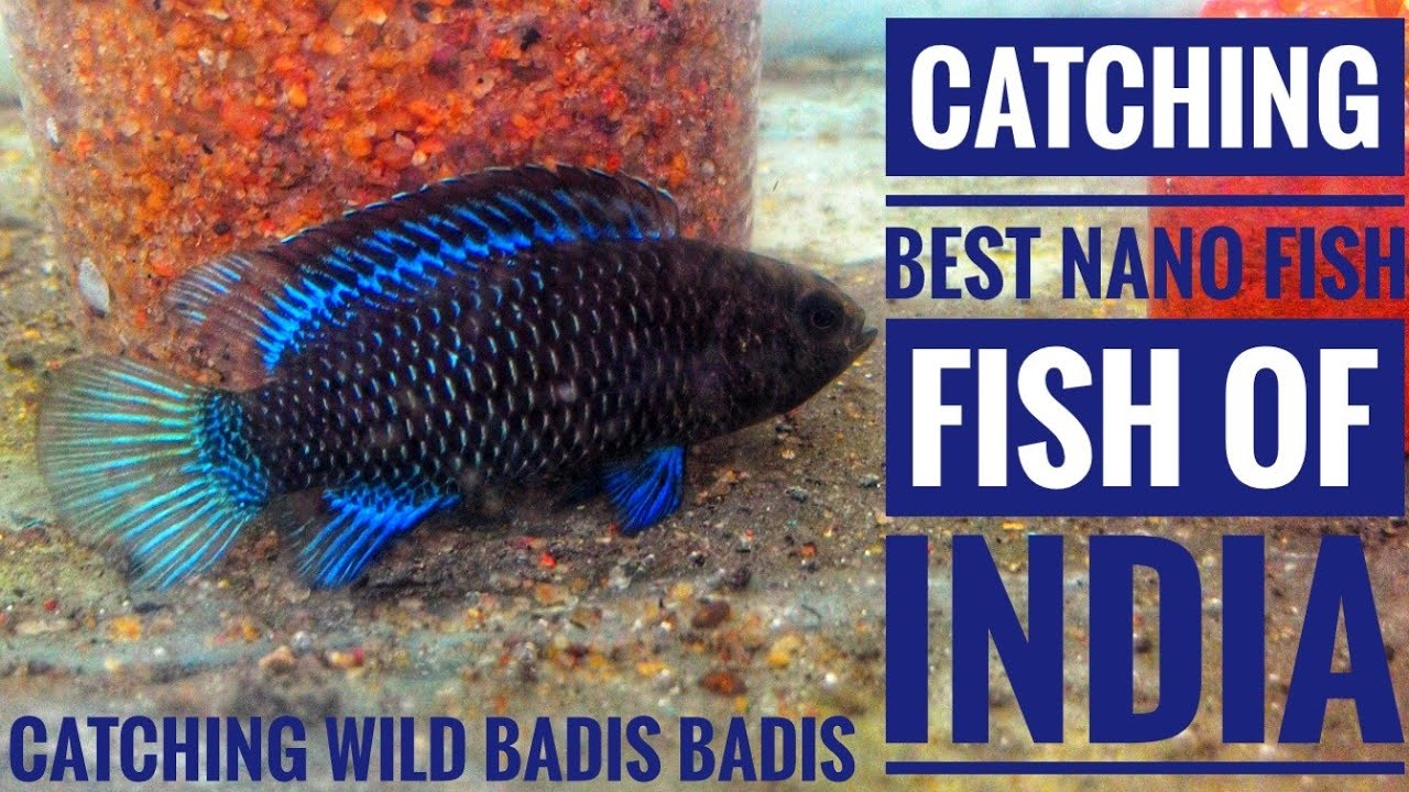 Badis badis in natural habitat INDIAN NANO FISH | Aqua adventure |