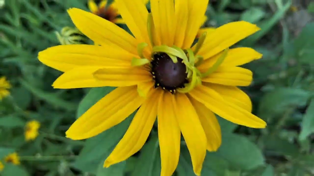 Rudbeckiyalar ve  Lotus