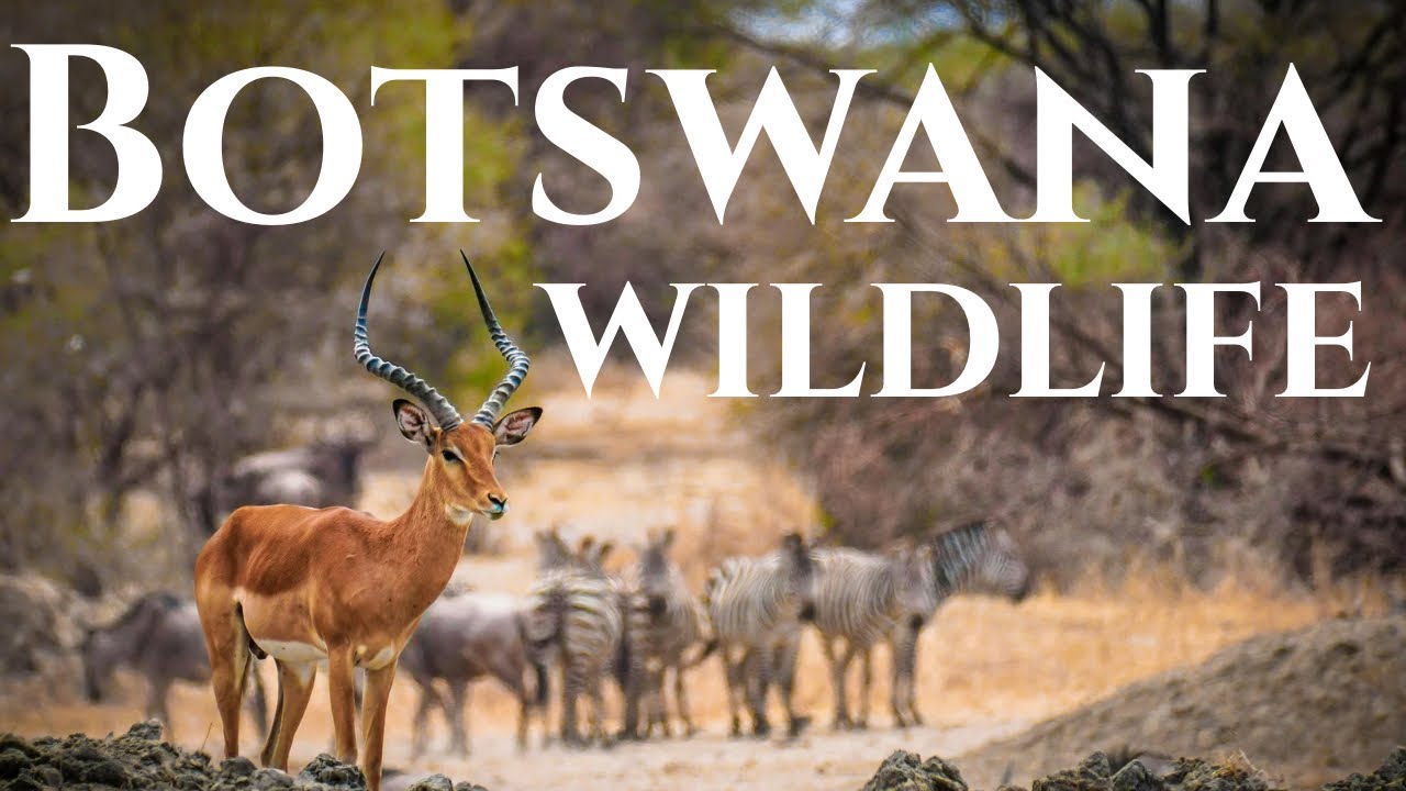 30 Incredible Animals of Botswana | Ultimate African Safari Wildlife Documentary