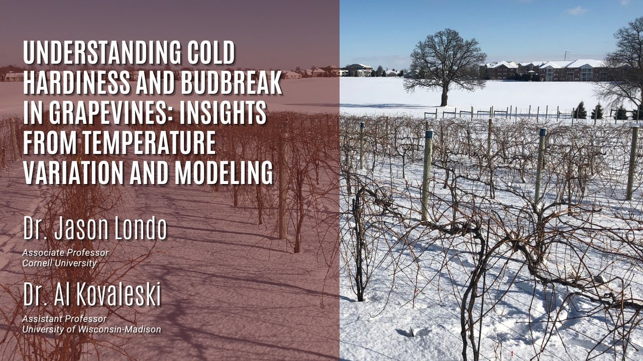 Understanding Cold Hardiness and Budbreak in Grapevines