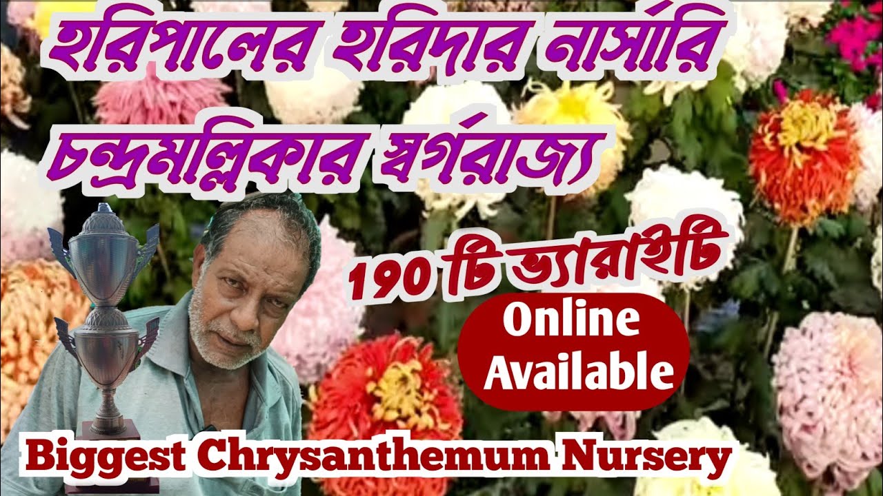 চন্দ্রমল্লিকার সেরা নার্সারি হরিপালের হরিদার নার্সারি।।Giant Chrysanthemum Biggest Nursery Haripal।।