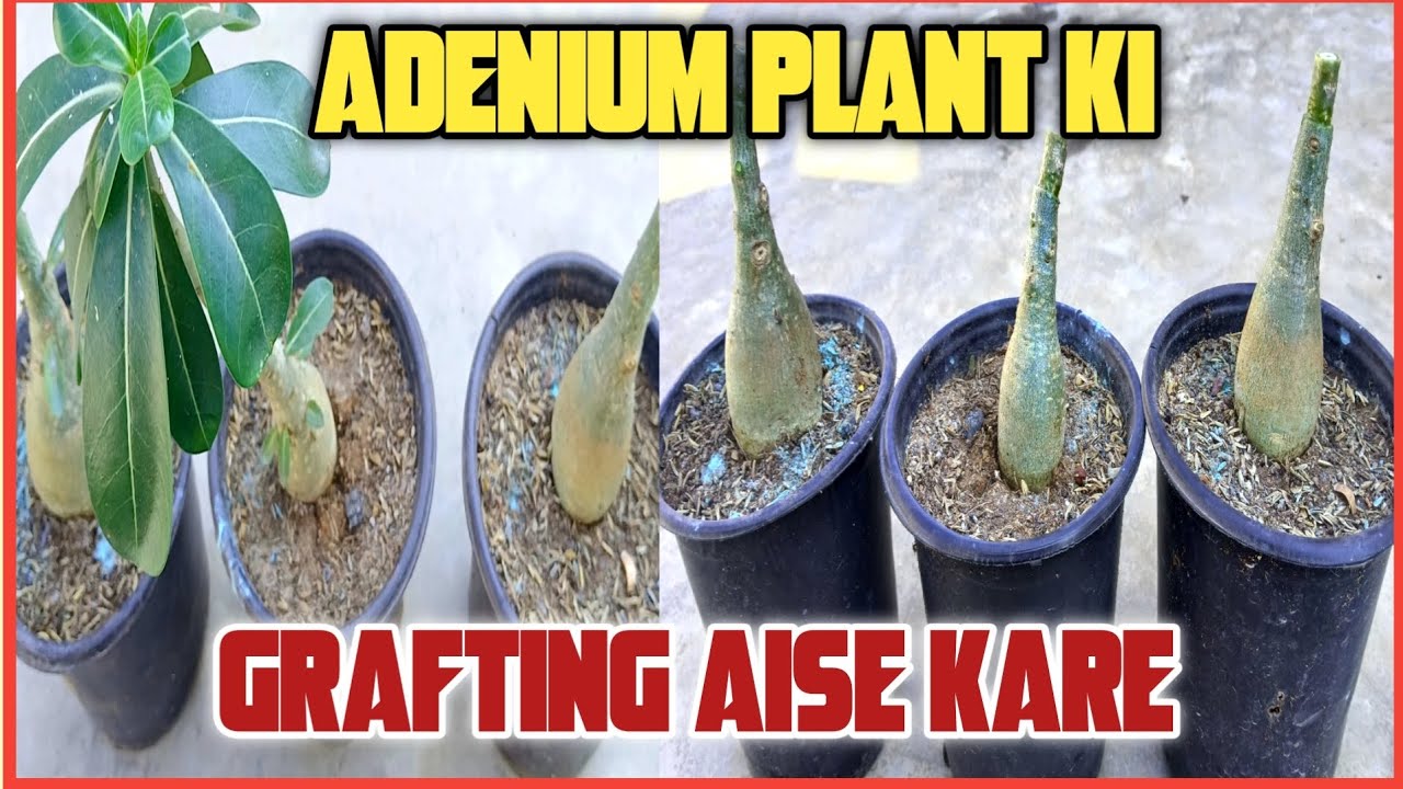 how to graft adenium plant 👍 5 रूपये मे करें ढेर सारे ग्राफ्ट 🤔 #adenium #grafting 