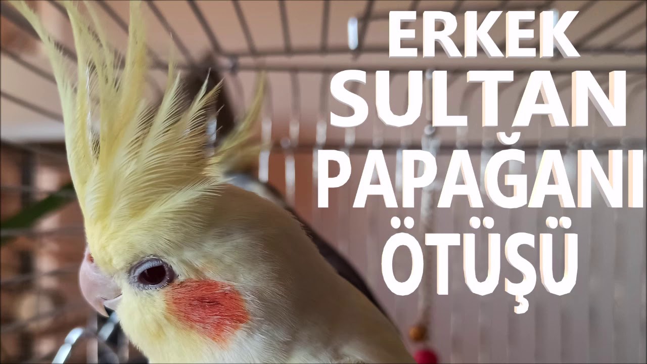 Erkek Sultan Papağanı Ötüşü Sesi