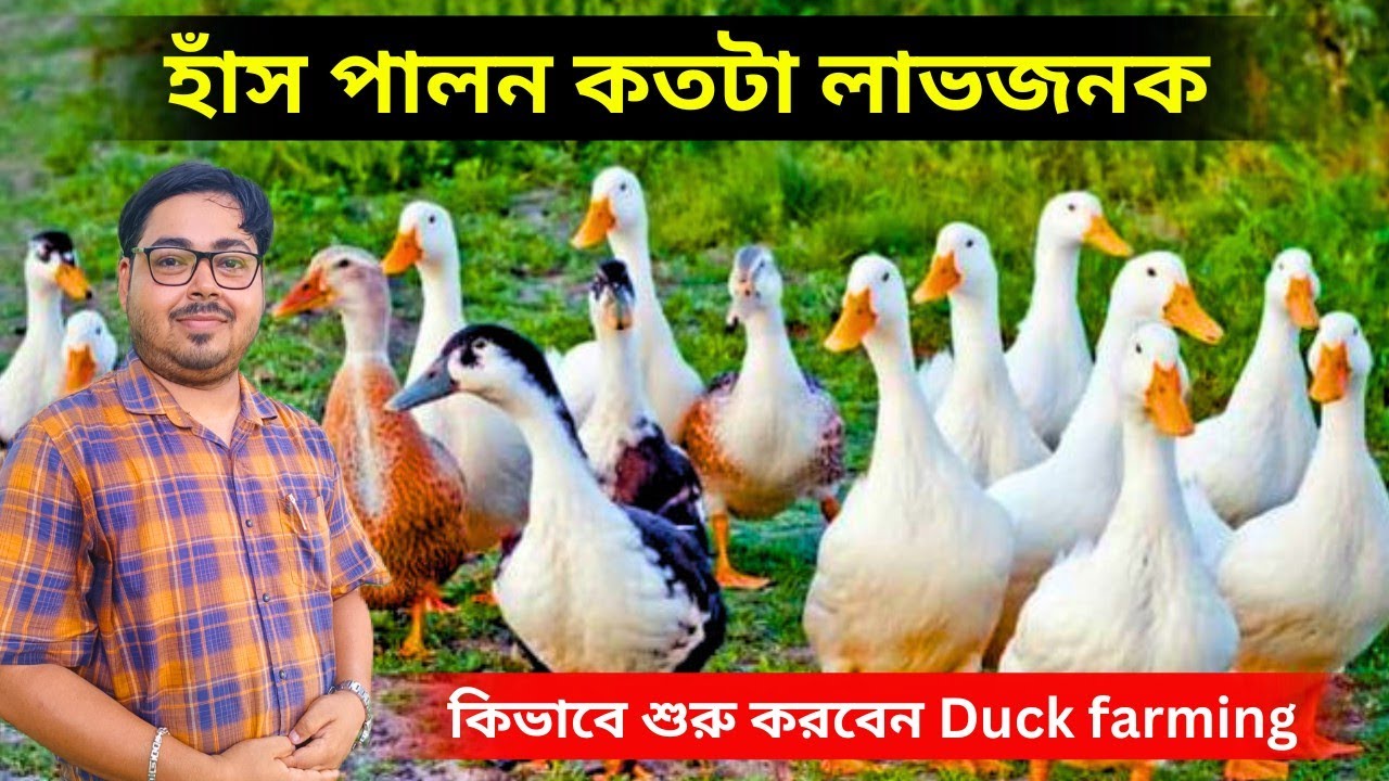 হাঁস পালন কতটা লাভজনক। কিভাবে শুরু করবেন Duck farming.Duck farming in West Bengal.