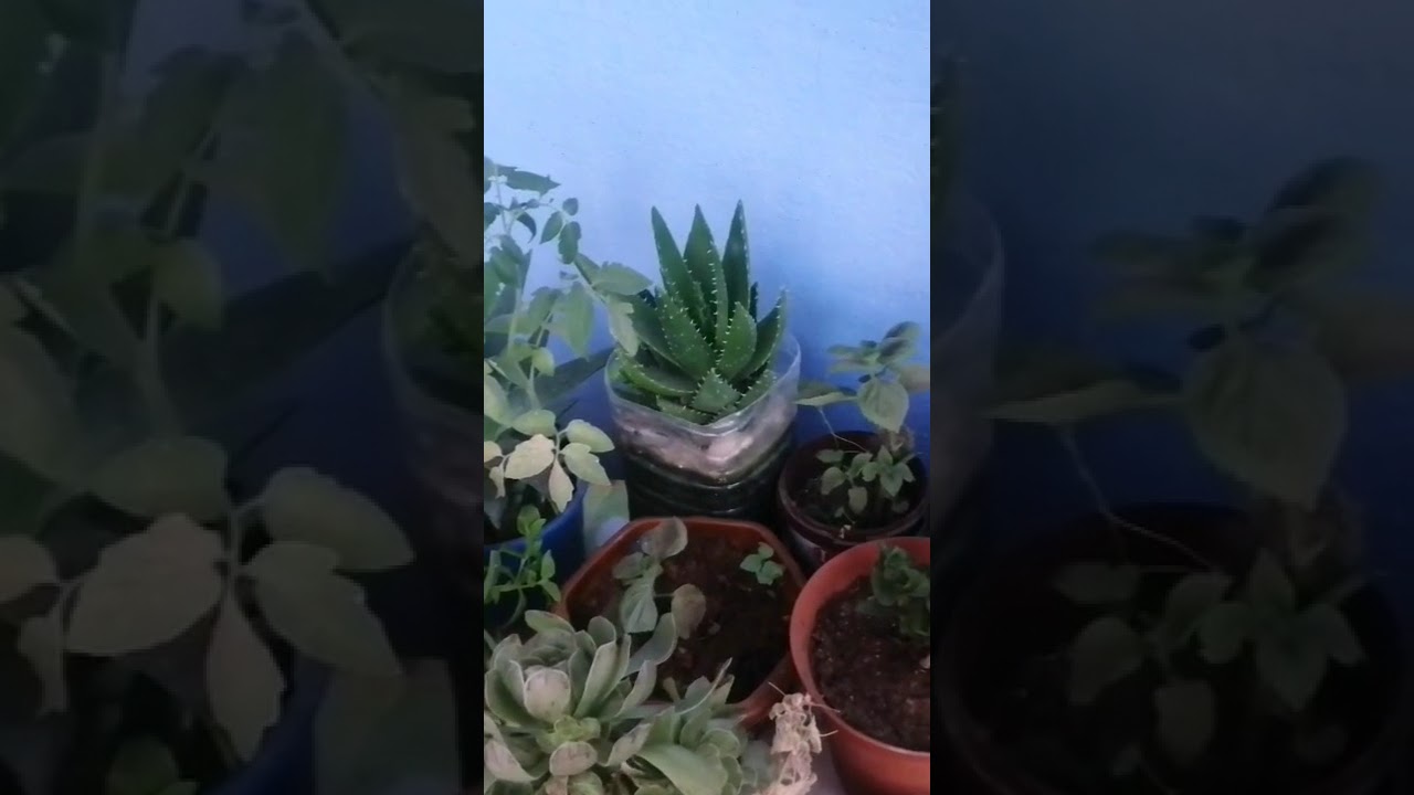@#جولة رائعة في نباتاتي وأسرار الغرس