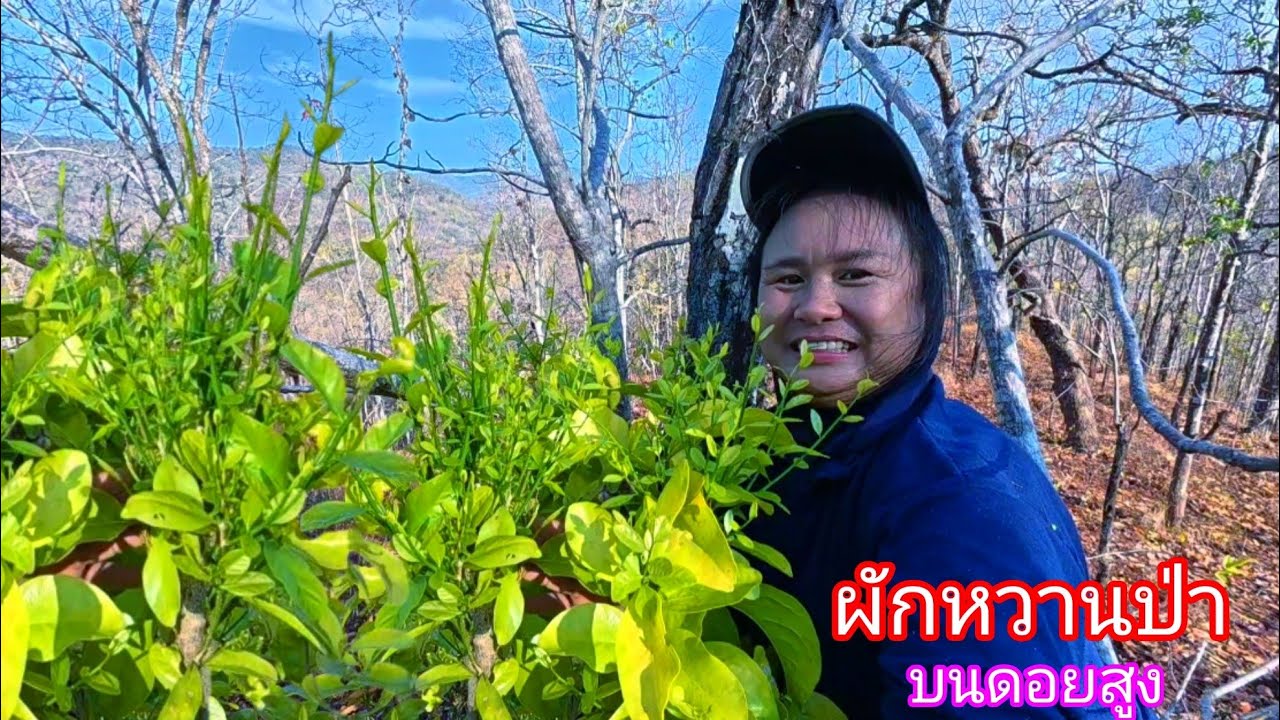 ขึ้นดอยสูงชันหาเก็บผักหวานป่า เจอยอดอ่อนๆงามคักจร้า