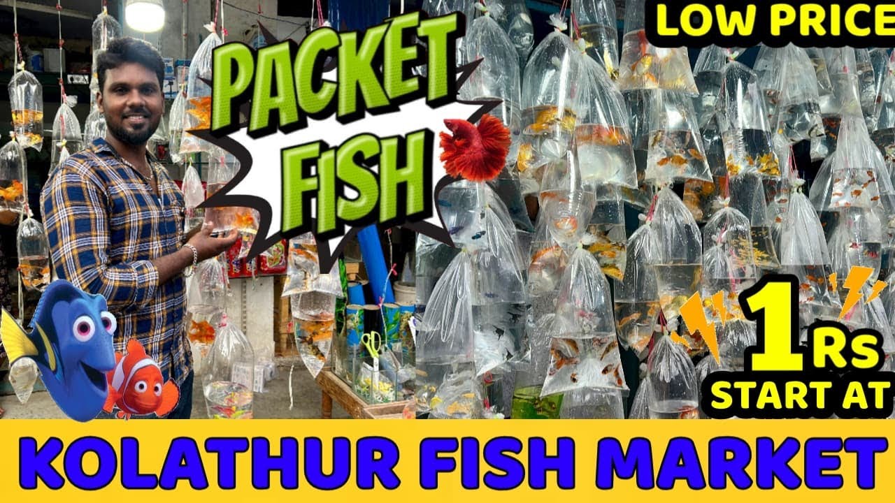 Kolathur Fish Market 2025😎: Chennai’s Aquarium Paradise🔥