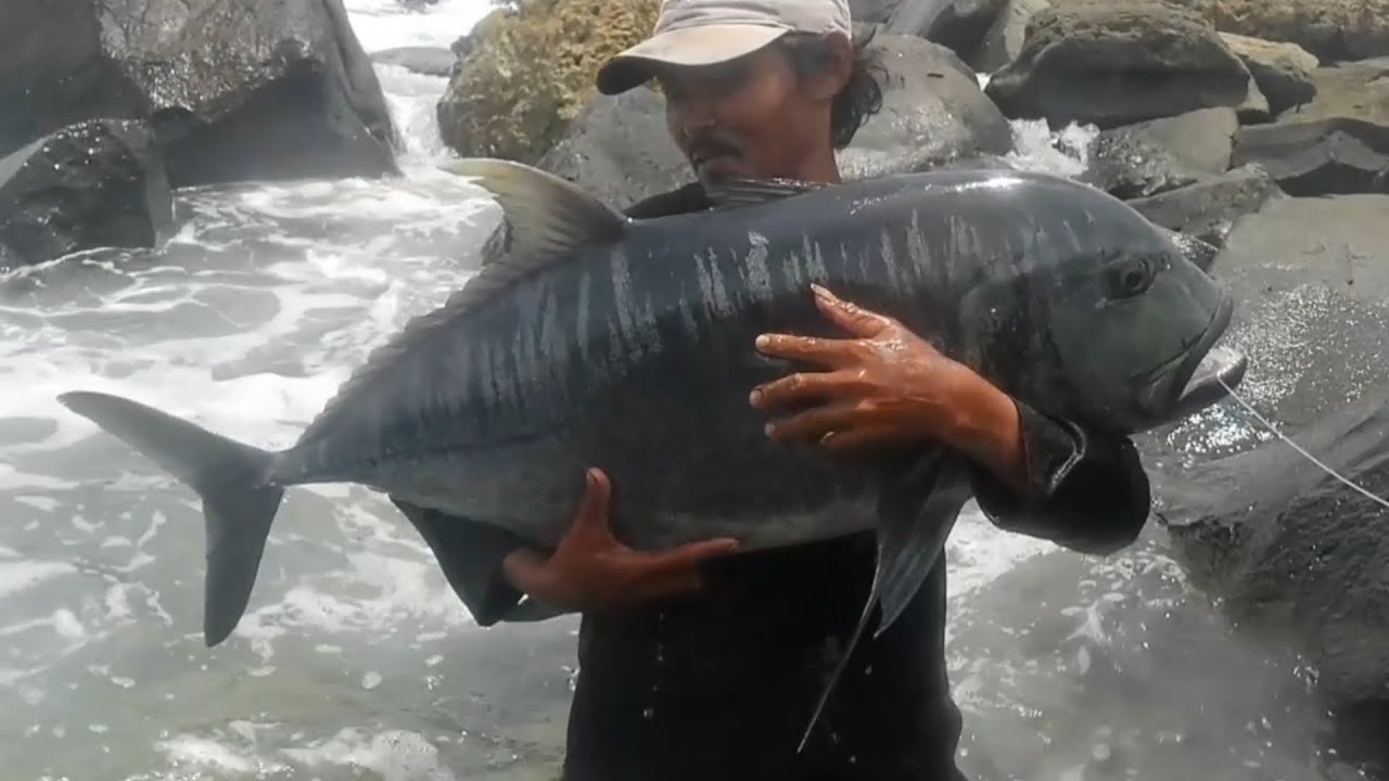 SI MONSTER HITAM  terselamatkan oleh Pakde Takim 