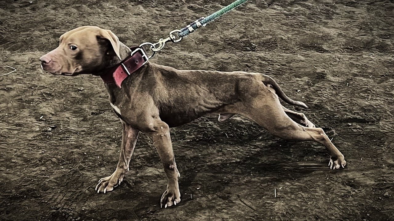 EXCLUSIVE INTERVIEW - SOUTH BOTTOM KENNELS - AMERICAN PIT BULL TERRIER BREEDER