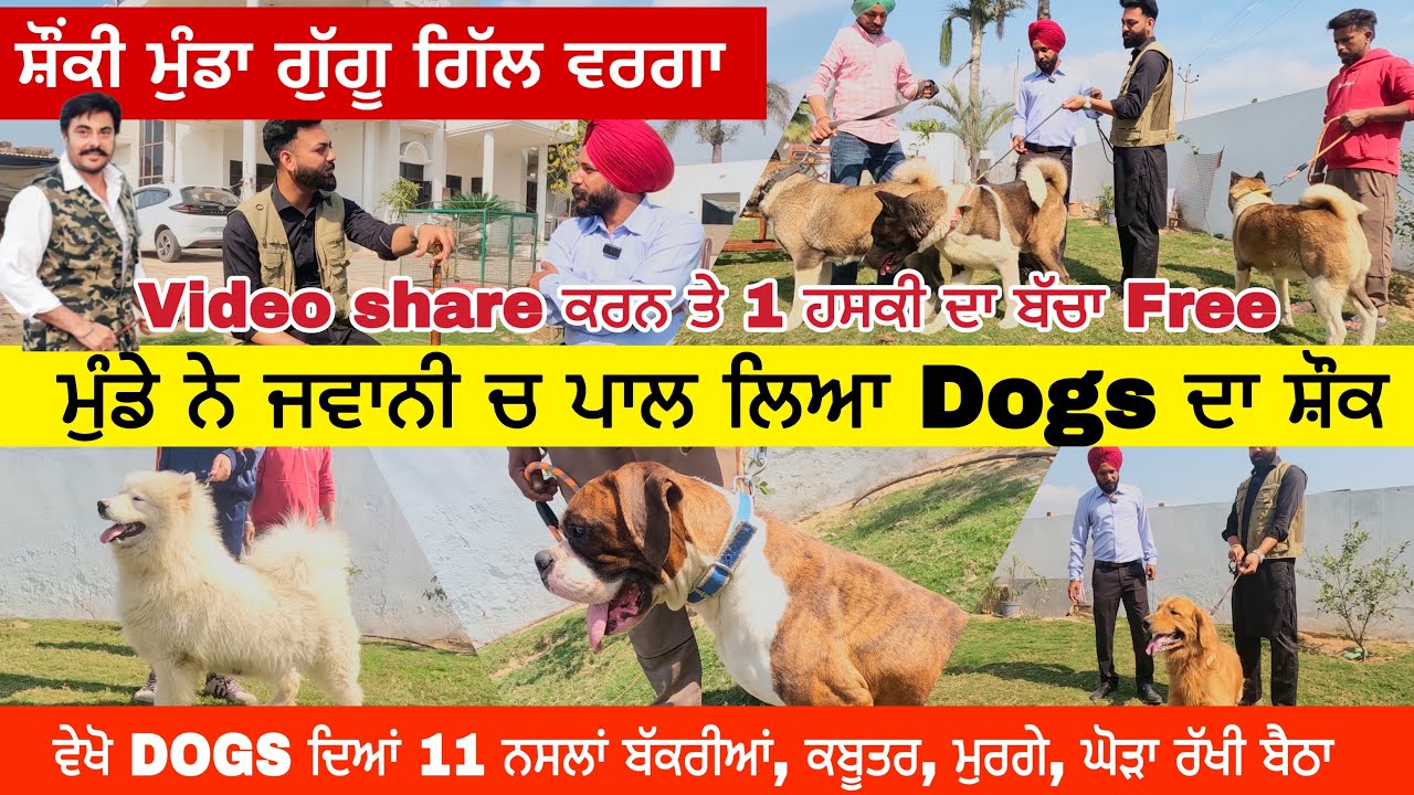 ਵੇਖੋ ਮੁੰਡੇ ਨੇ ਘਰ ਵਿੱਚ ਰੱਖ ਲਏ Dog ਬੱਕਰੀਆਂ ਦੇਸੀ ਮੁਰਗੇ ਕਬੂਤਰ ਚਿੜੀਆਂ | Mangat Dog Farm #dog #guggugill