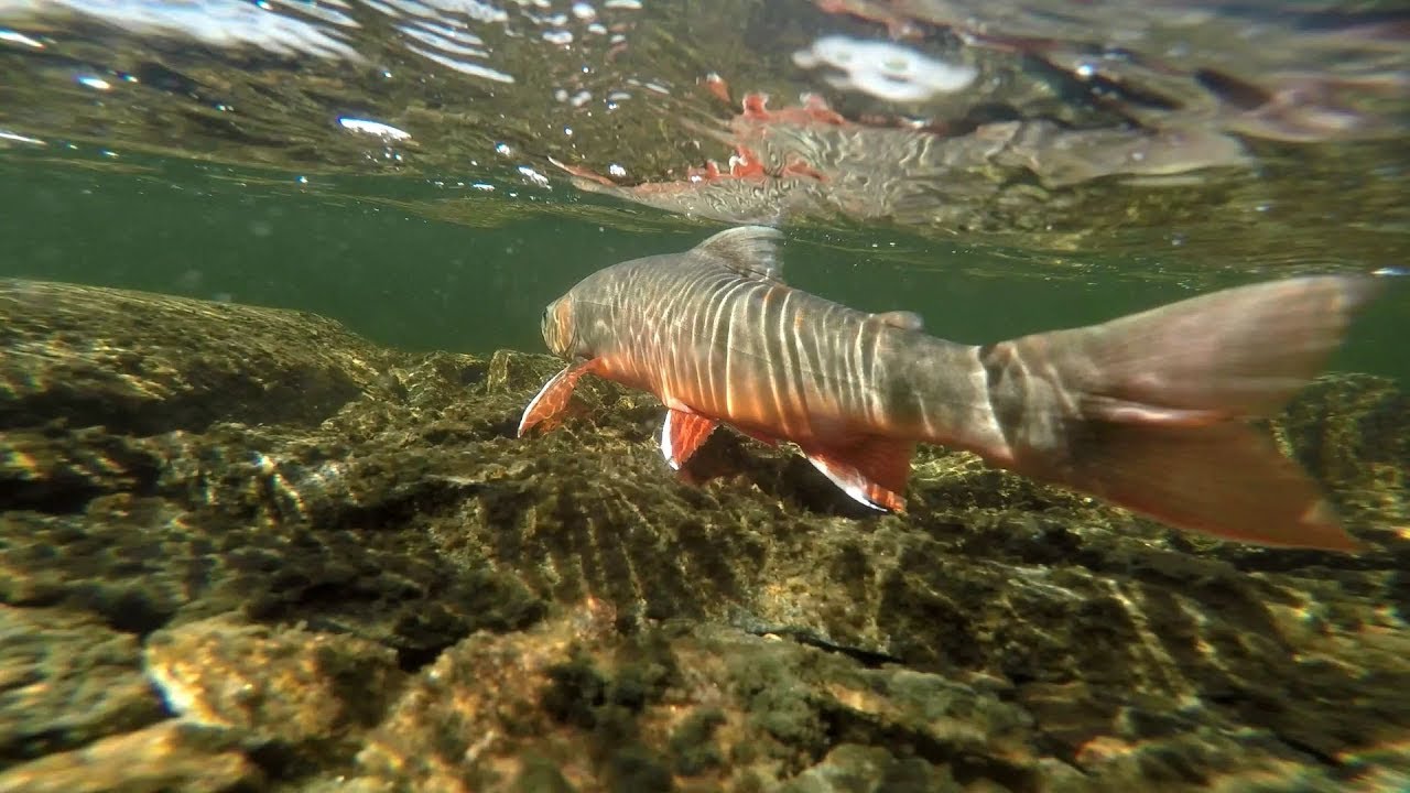 Kall burkmat och stor fisk -Fiskeveckan i Gäddede 2018