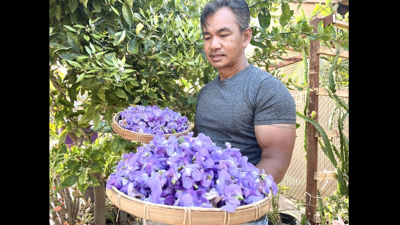 Snail Vine VS Corkscrew Vine      ផ្កាវល្លិខ្យង