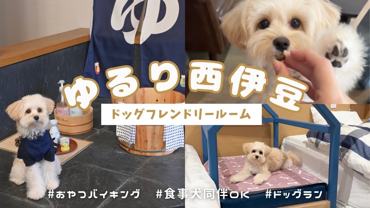 【伊豆旅行】飼い主の失態で計画が台無しに！？絶対に知っておいてほしい事前情報有り🐾