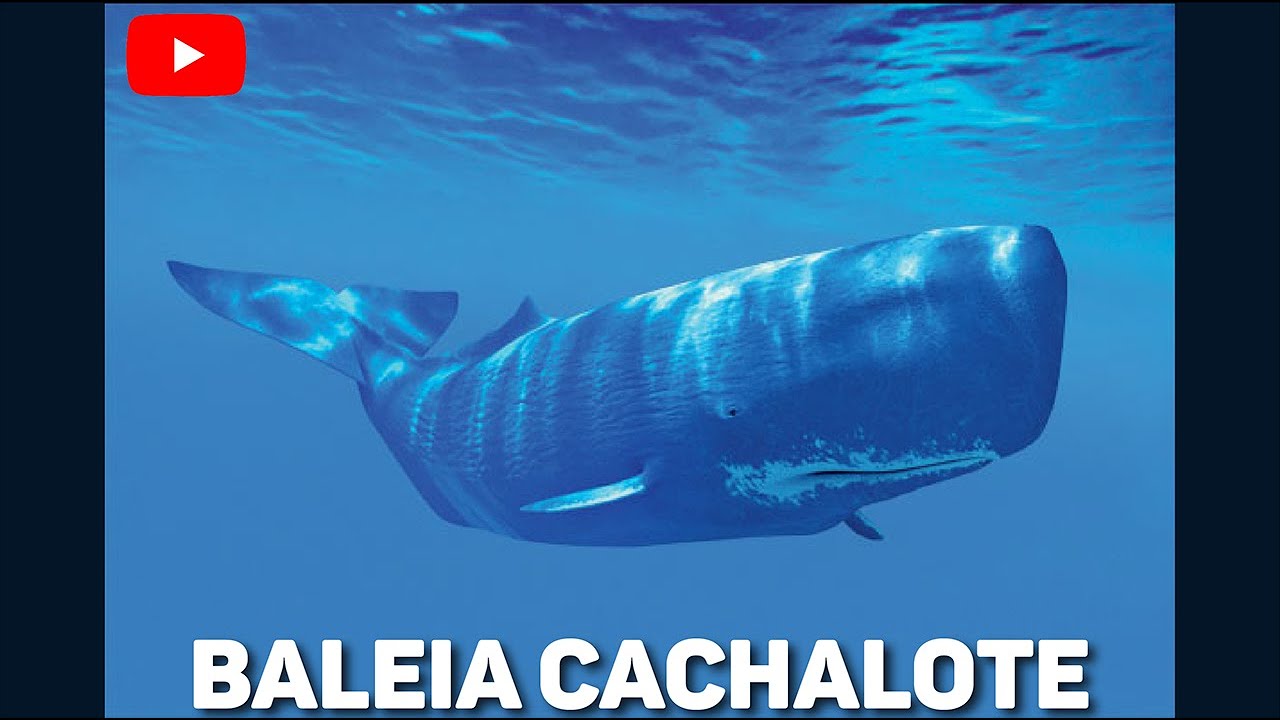 BALEIA CACHALOTE COMO VIVEM