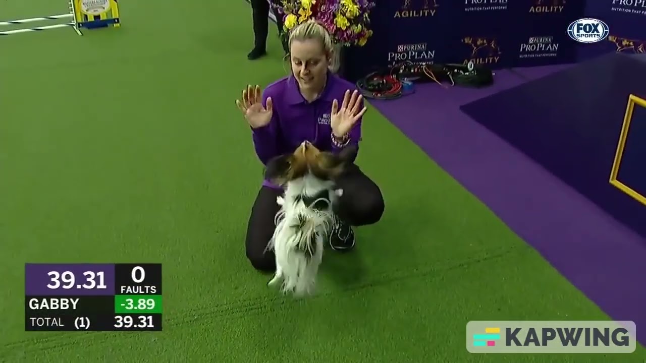 BEST OF THE 2019 WKC MASTER'S AGILITY CHAMPIONSHIP