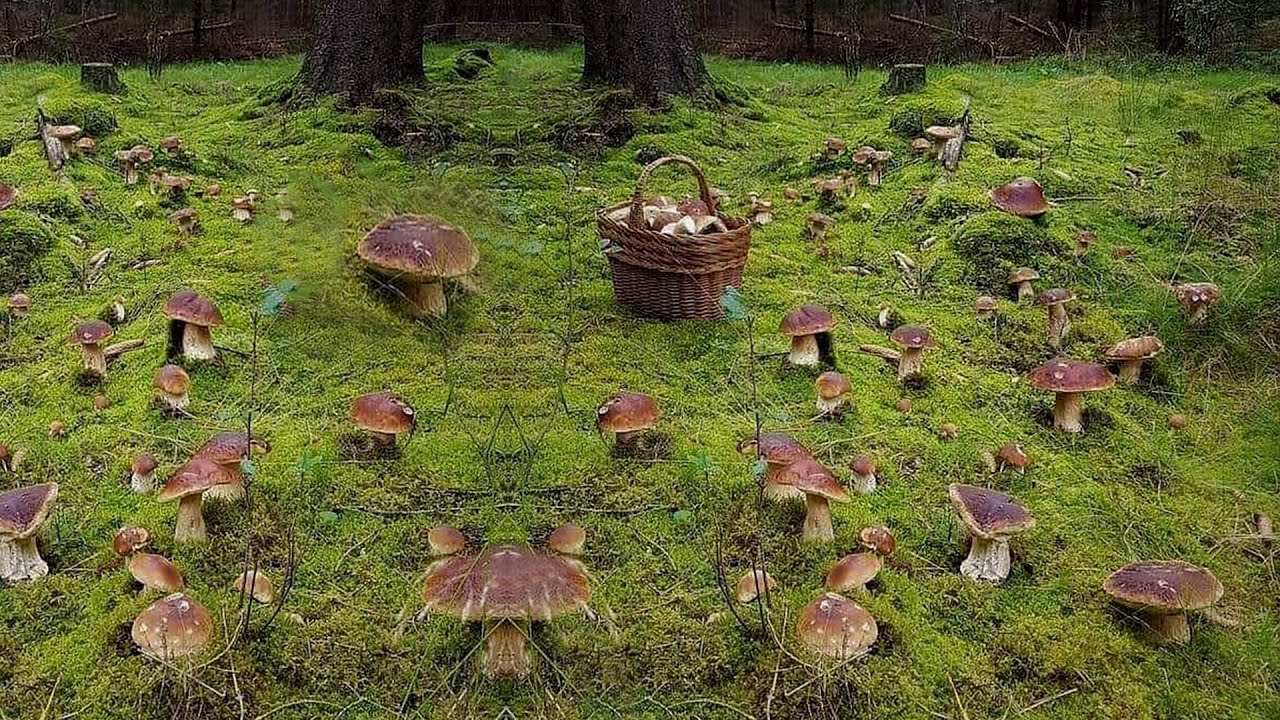 un mazzetto di funghi porcini e pinoli  пучок белых грибов и кедровых орехов