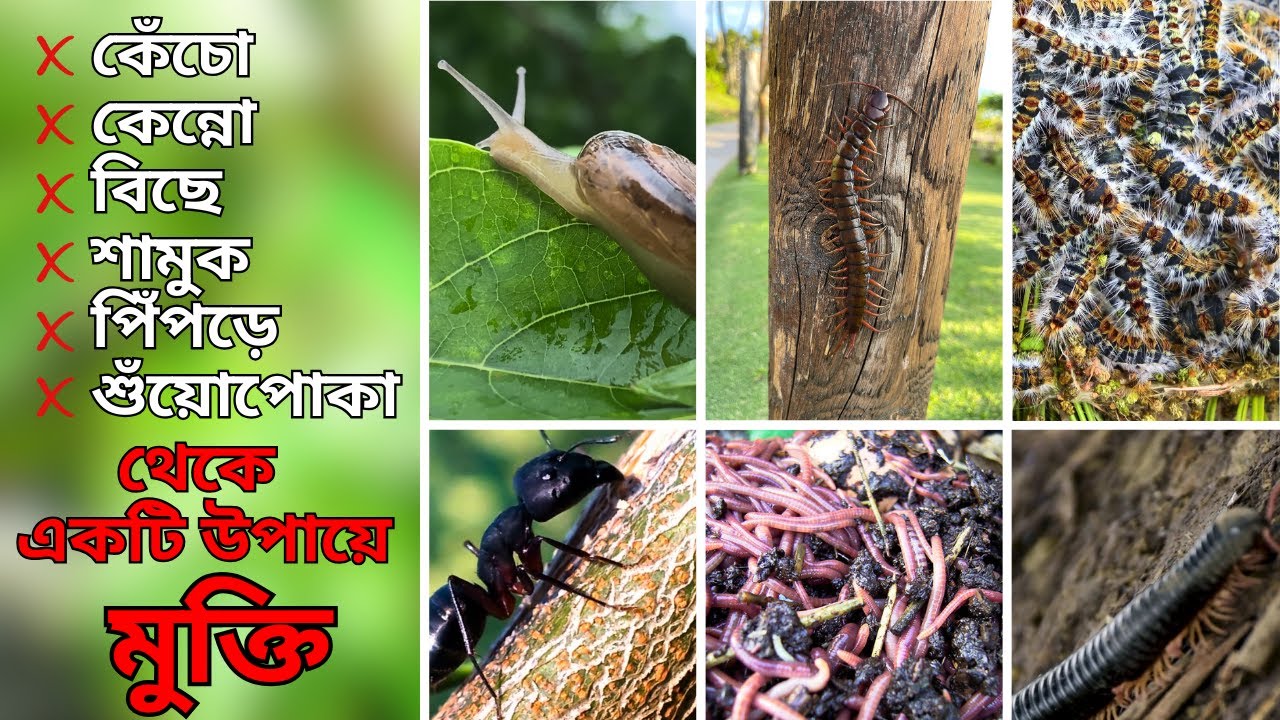 টবের মাটি থেকে পোকা-মাকড় তাড়ানোর All in 1 সমাধান। How to Remove Insects from Pot Easily?