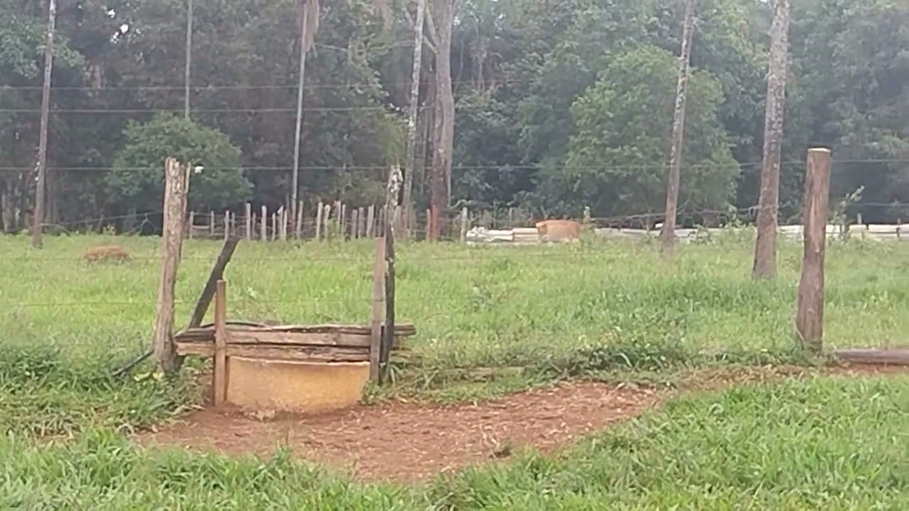 Acompanhe o vídeo até o final gado chegando no cocho de sal inscreva se deixe like e comente e compa