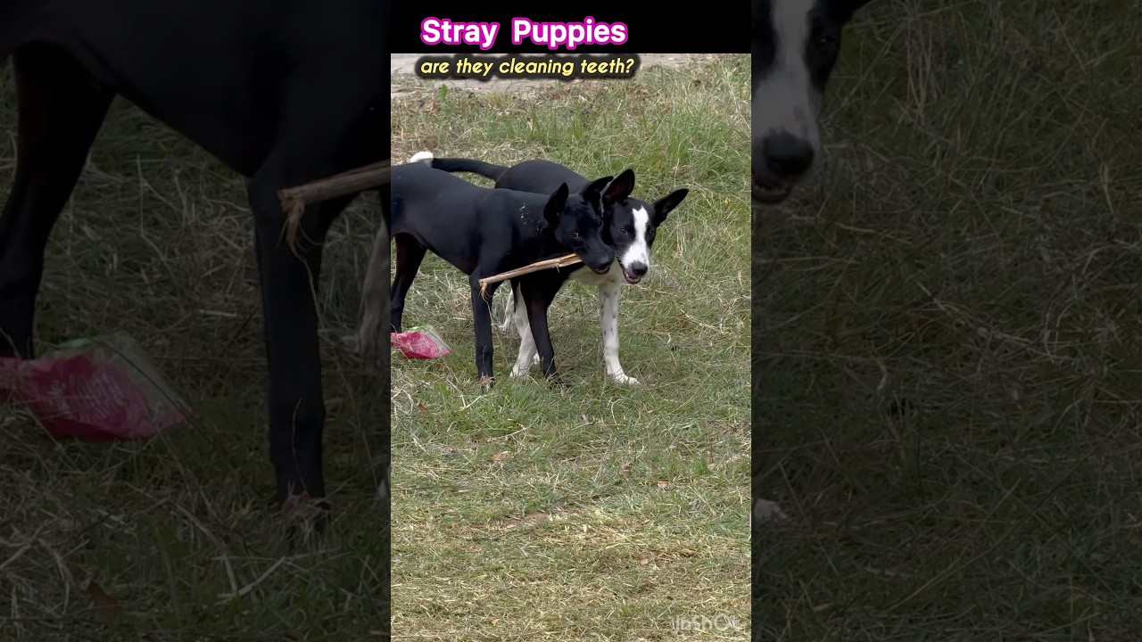 Funny Cute Puppies #puppies#straypuppies#desikutta#puppiesfighting#pyppiesplaying#doglovers#shorts