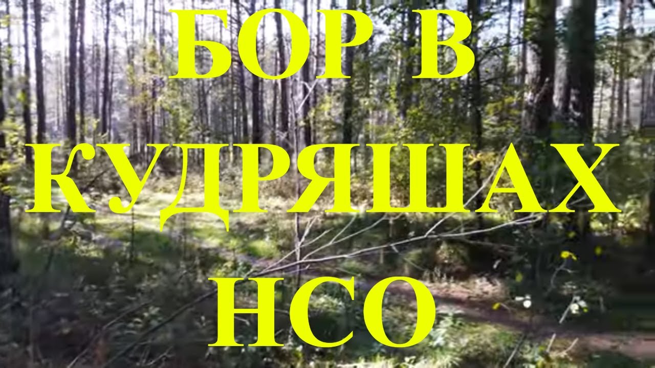 Кудряшовский бор около Новосибирска