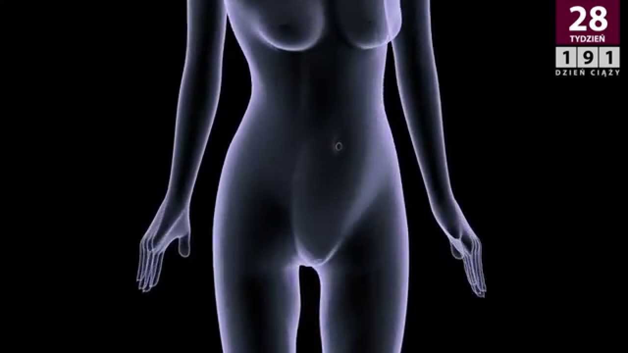 Kalendarz ciąży - 28 tydzień ciąży (30 tydzień od ostatniej miesiączki)