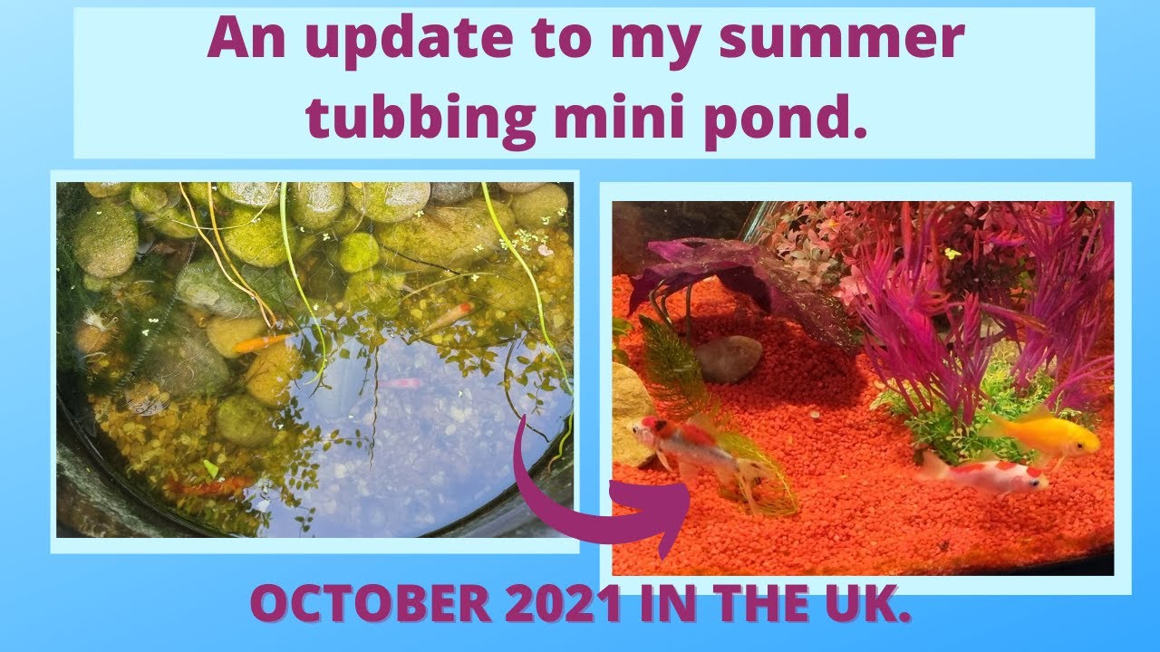 SHUTTING DOWN MY SUMMER TUBBING MINI POND FOR WINTER IN THE UK.