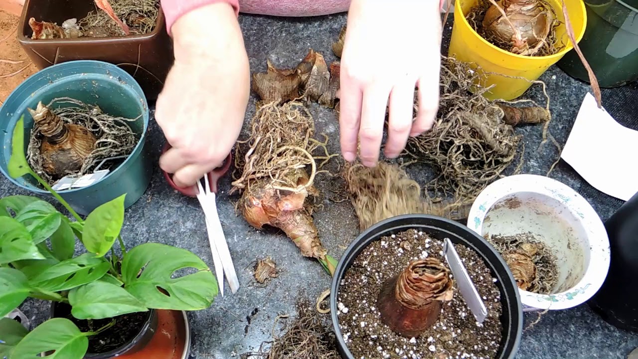 Planting more Amaryllis Bulbs - Surprised by some Buds.