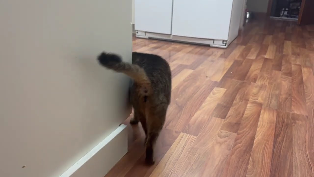 Missy the Cat