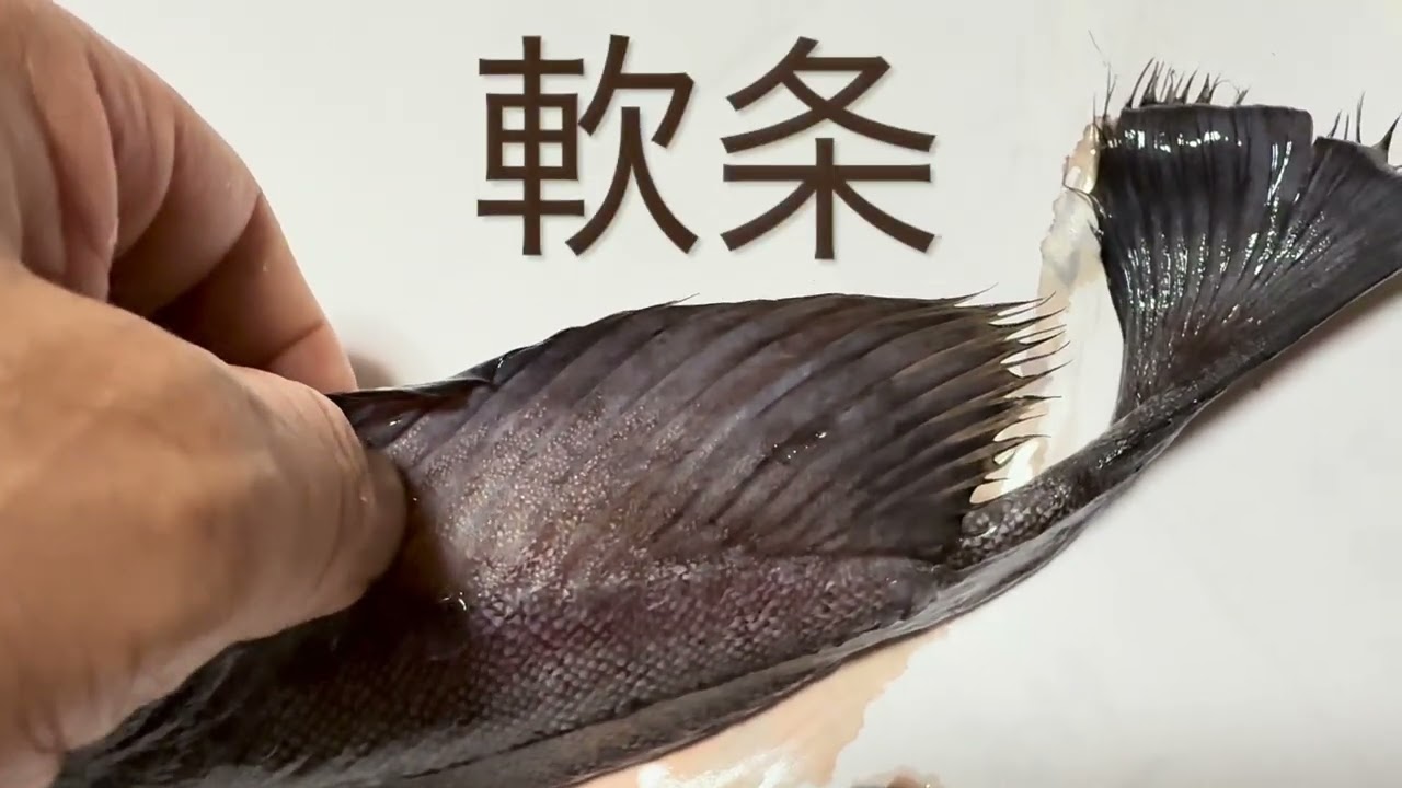 動画魚類図鑑NO.196 キタノクロダラ