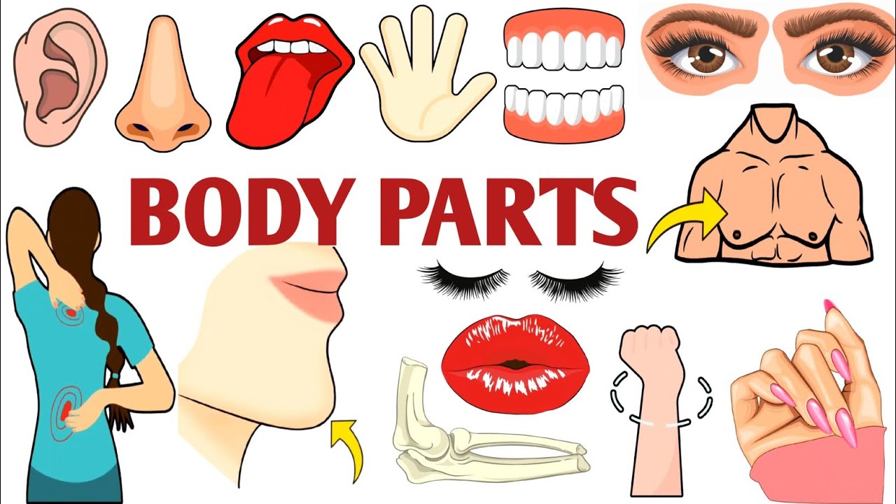 Parts of the Body | Parts of the Body for LKG Kids | Learn Body Parts & Sense Organs | #partsofbody 