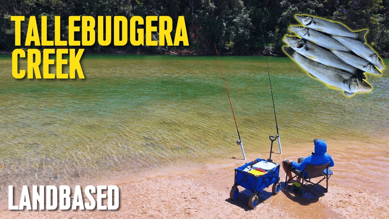 Land Based Fishing | Tallebudgera Creek Whiting